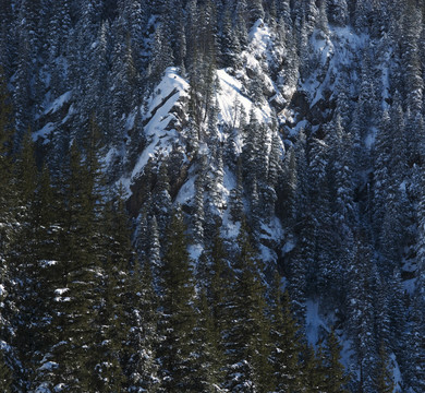 峭壁上的森林 風雪天山