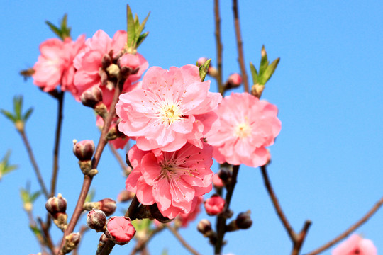 桃花