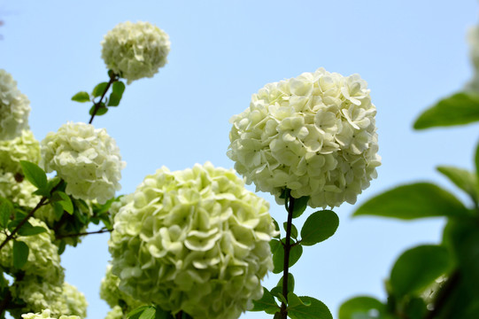 繡球花