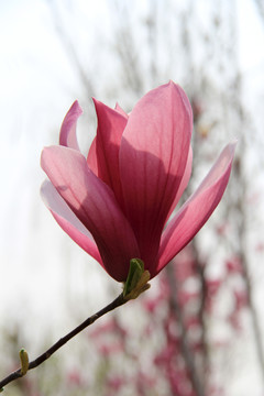 玉蘭花開