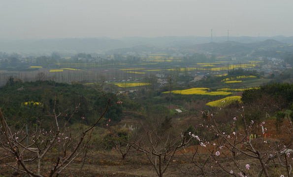 油菜田