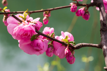 桃花