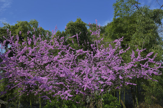 紫荊花 紫色花 綠葉 花蕾