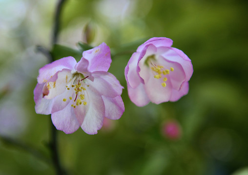 海棠 海棠花 花展 花草 生物