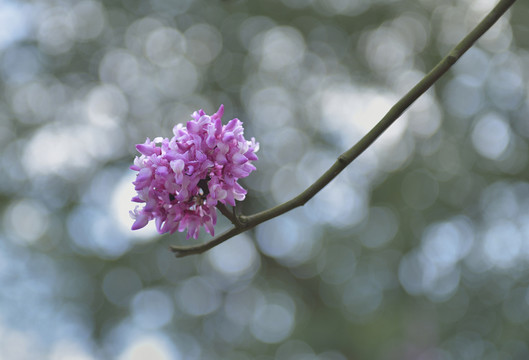 紫荆花 紫色花 绿叶 花蕾