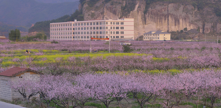 桃花 盛開 春天 粉紅 艷麗