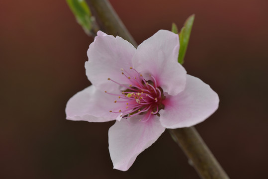 桃花 盛開(kāi) 春天 粉紅 艷麗