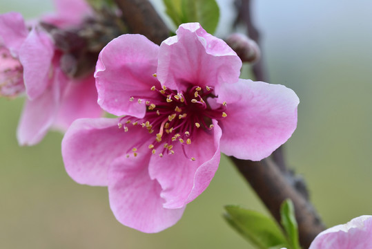 桃花