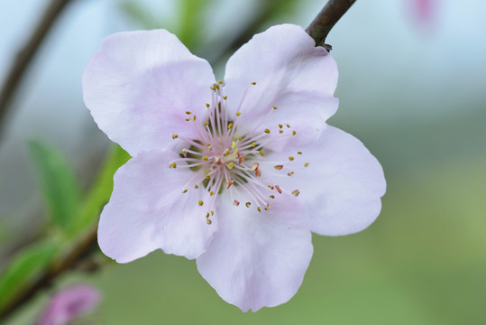 一朵桃花