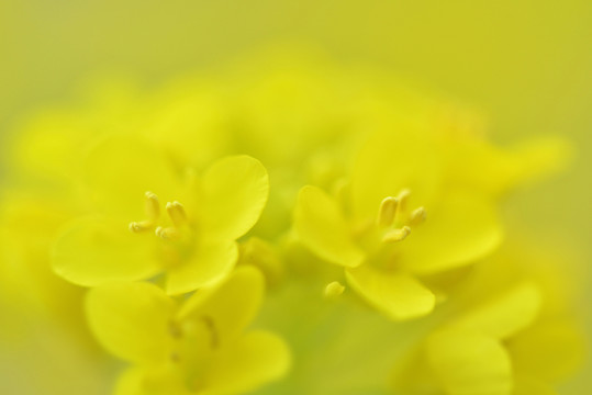 油菜花 黃花 春天 春色 春花