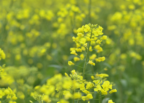 油菜花