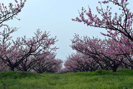 桃花園 桃花源 桃花 花 粉色