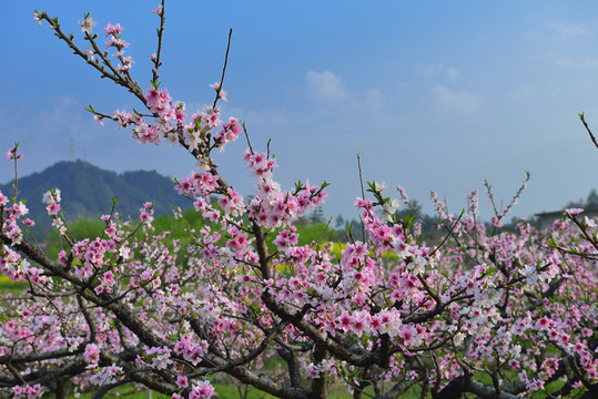 桃花園 桃花源 桃花 花 粉色
