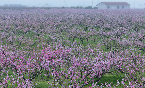 桃花園 桃花源 桃花 花 粉色