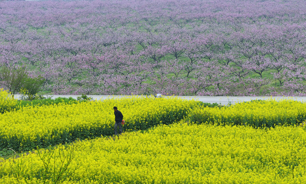 油菜花 桃花 桃園 桃花園