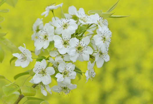 梨花 油菜花