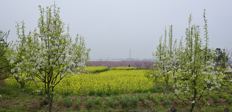 梨花 油菜花 桃花