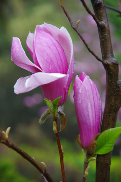 紫色玉蘭花