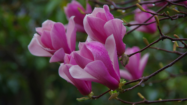 玉蘭花