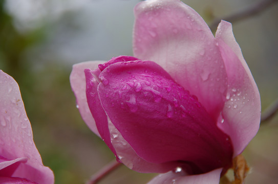 紫色玉蘭花