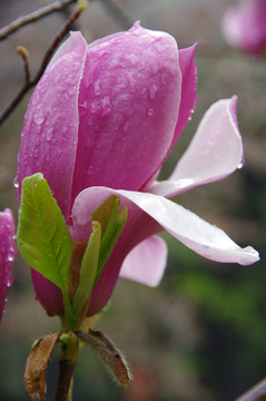 紫色玉蘭花