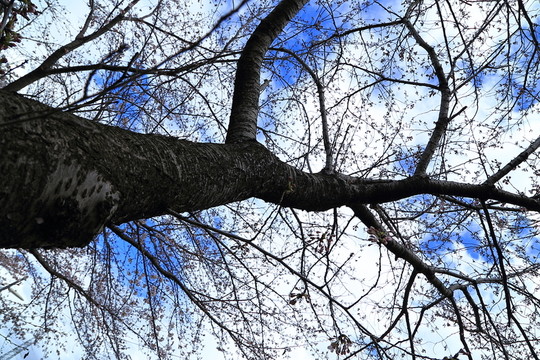 櫻花樹枝
