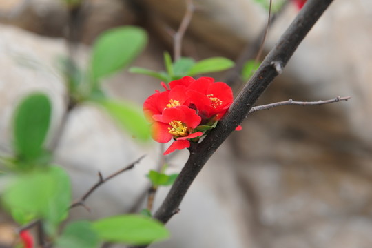 紅色海棠