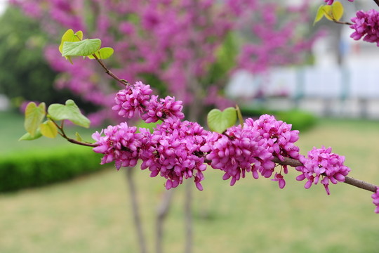 一枝紫荊