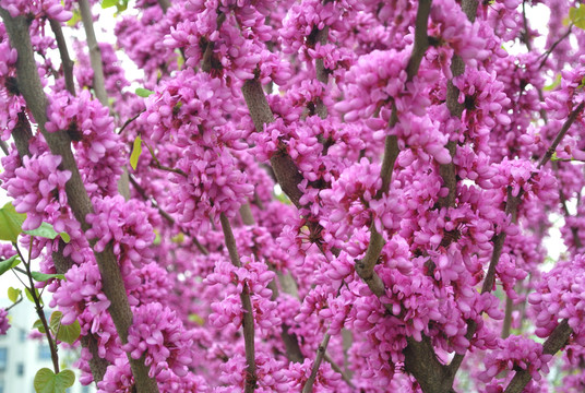 紫荊