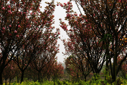 櫻花林