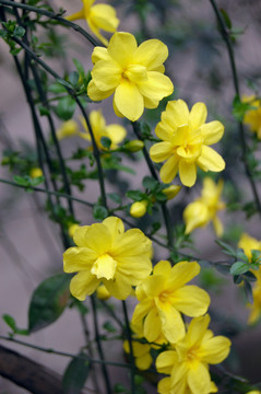迎春花