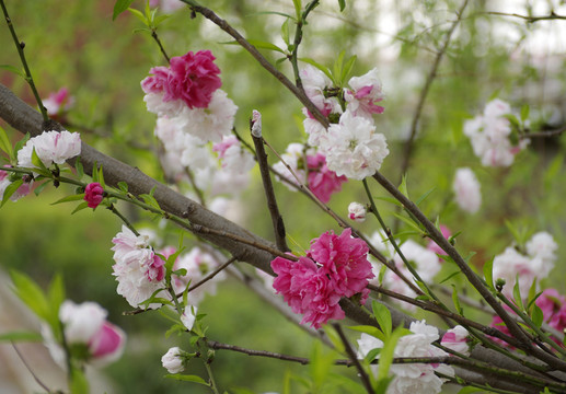 多彩碧桃花