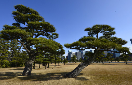 日本松樹