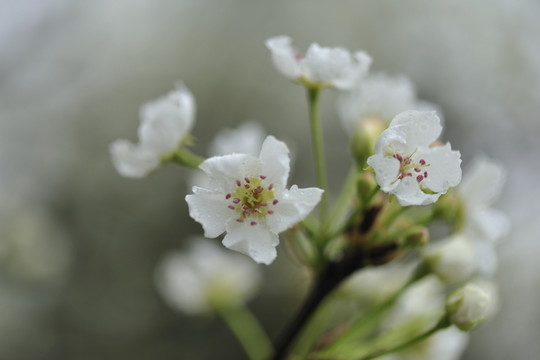 梨花