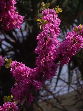 紫荊花