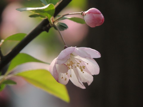 櫻花