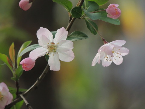 櫻花