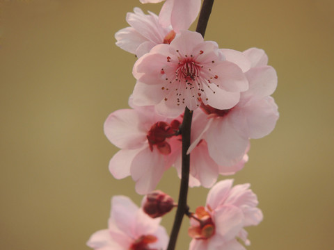 桃花