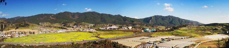 油菜花