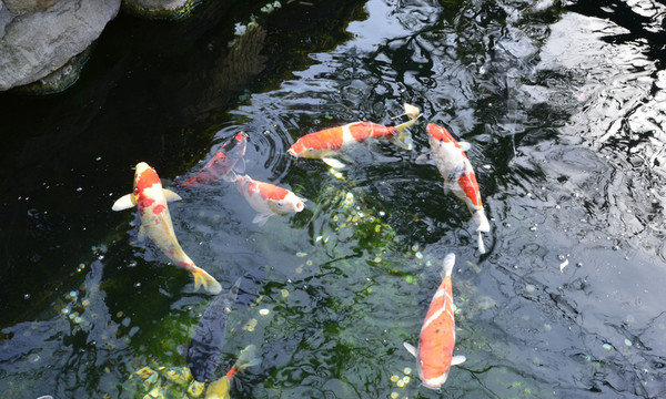 錦鯉