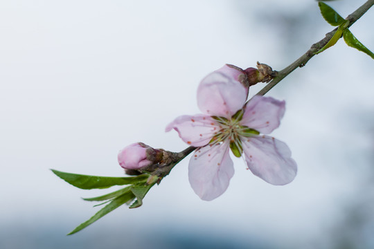 桃花