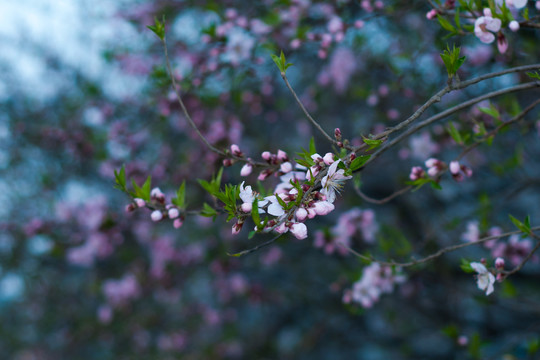 春暖花開(kāi)
