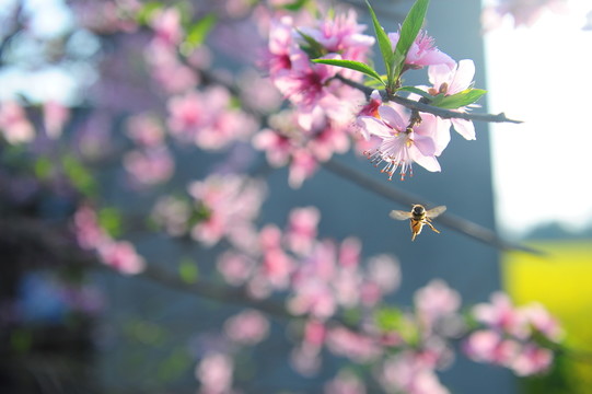 桃花蜜蜂