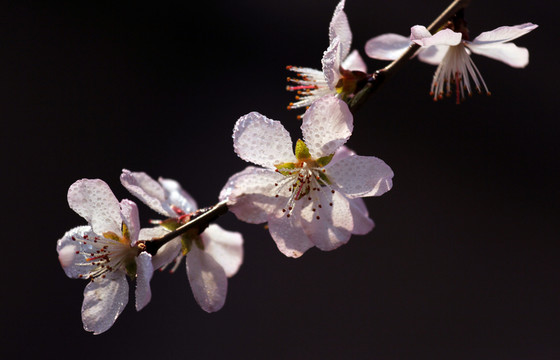 桃花