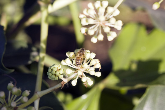 植物 特寫(xiě) 戶(hù)外 花卉 休閑