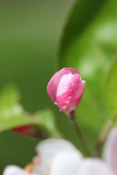 正是花季