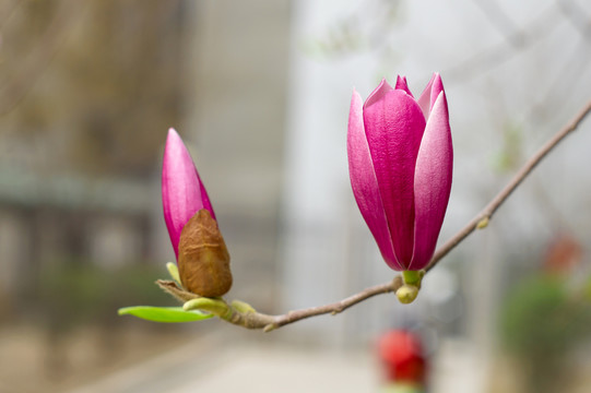 玉蘭花