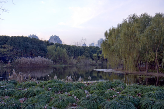 上海 浦東 休閑場所 世紀公園
