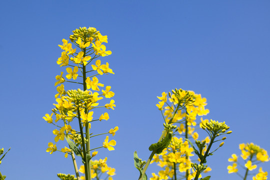油菜花