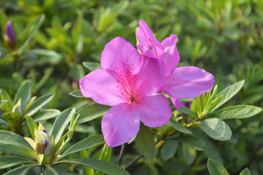 杜鵑花